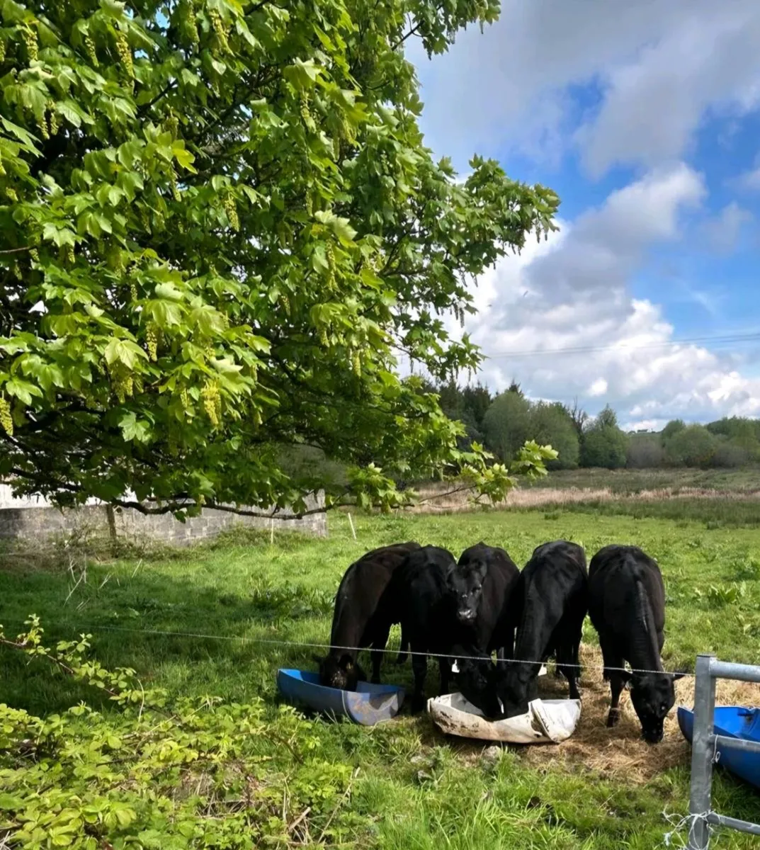 5 A A X Heifers for sale