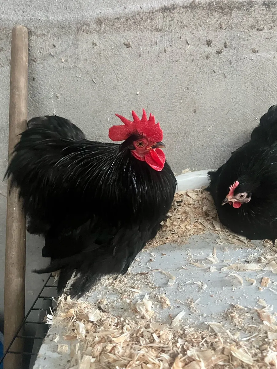 1 pair of fantastic black pekin true bantams £120 - Image 1