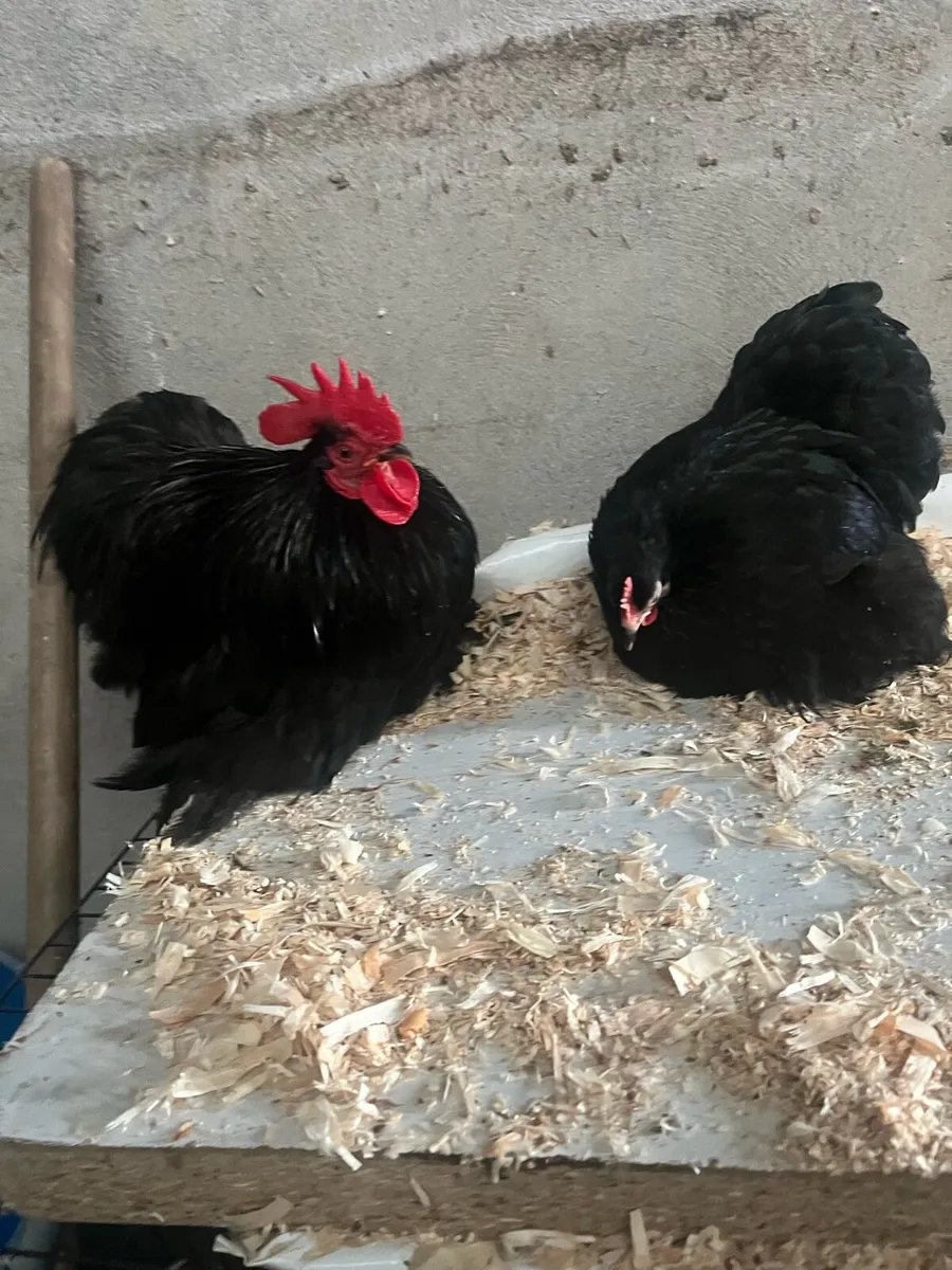 1 pair of fantastic black pekin true bantams £120 - Image 2