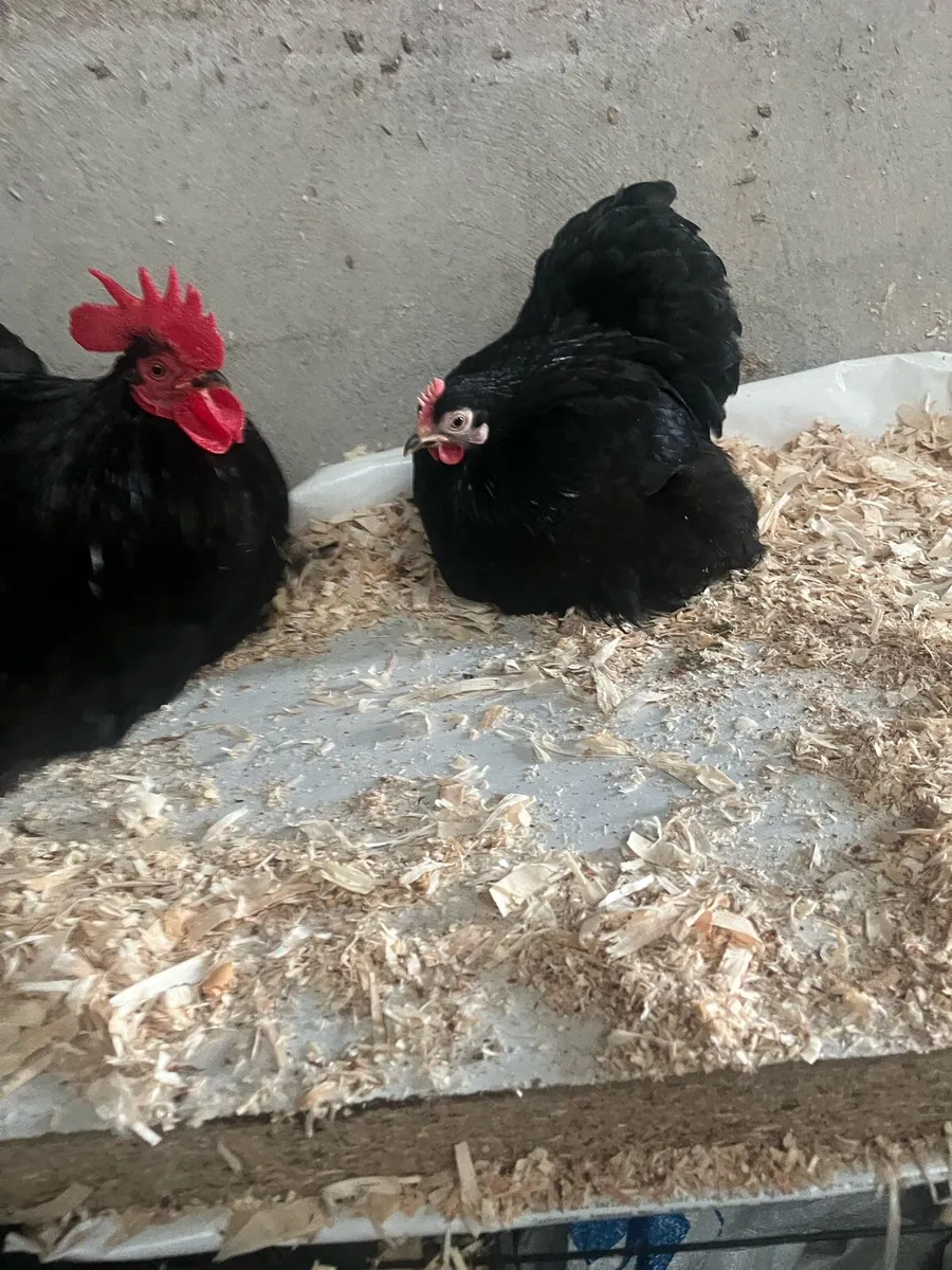 1 pair of fantastic black pekin true bantams £120 - Image 3