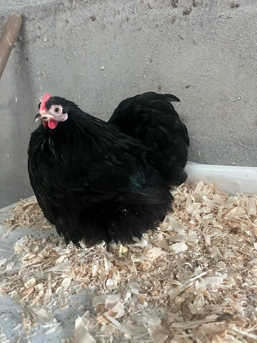 1 pair of fantastic black pekin true bantams £120 - Image 4