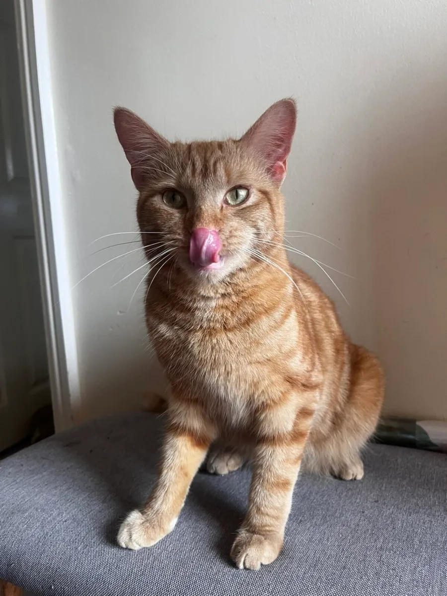 Young sweet cat (Male) - Image 1