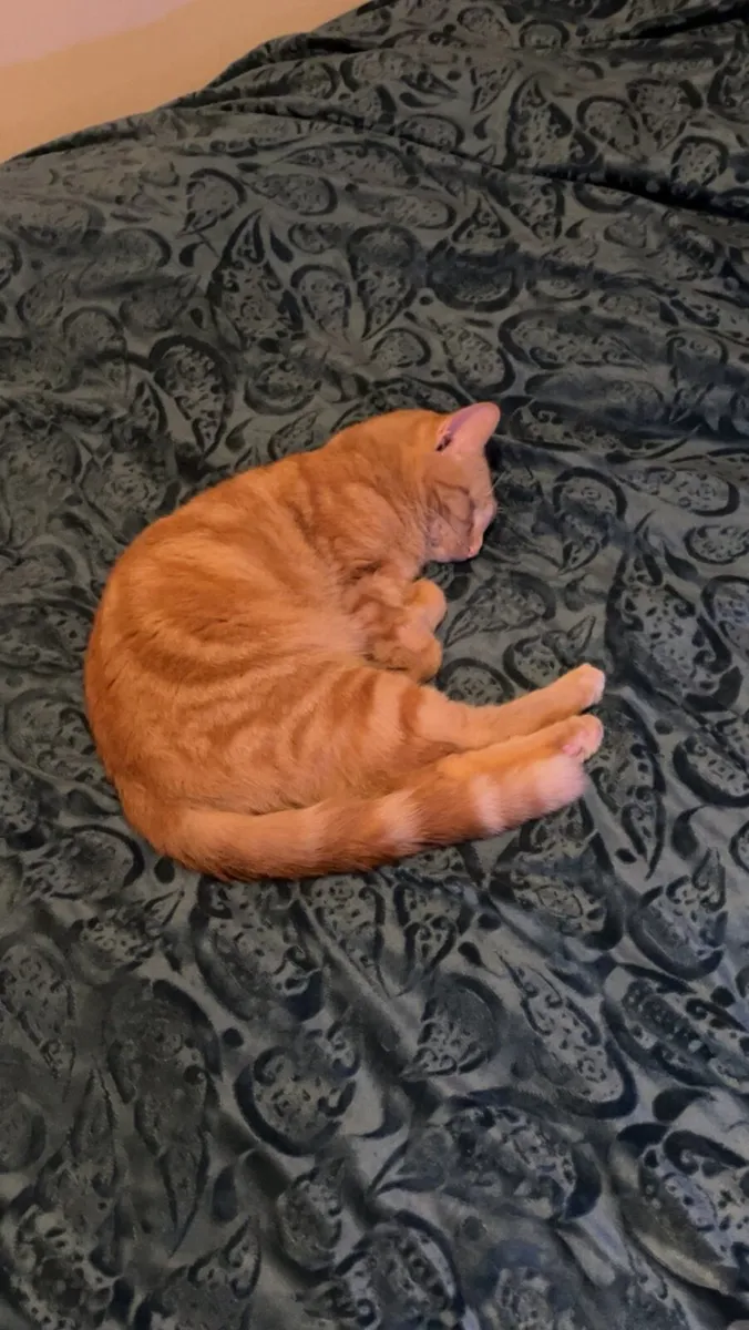 Young sweet cat (Male) - Image 3