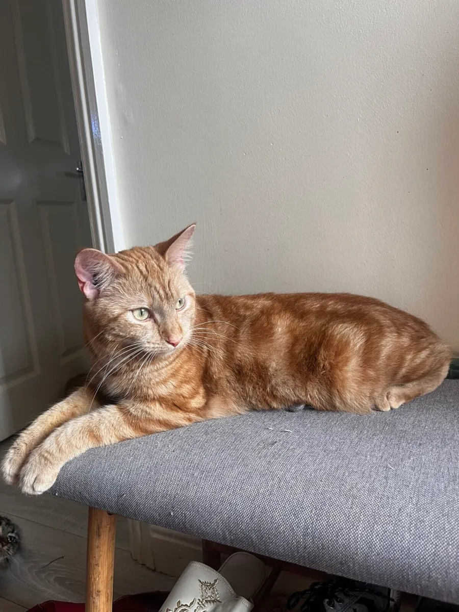 Young sweet cat (Male) - Image 2