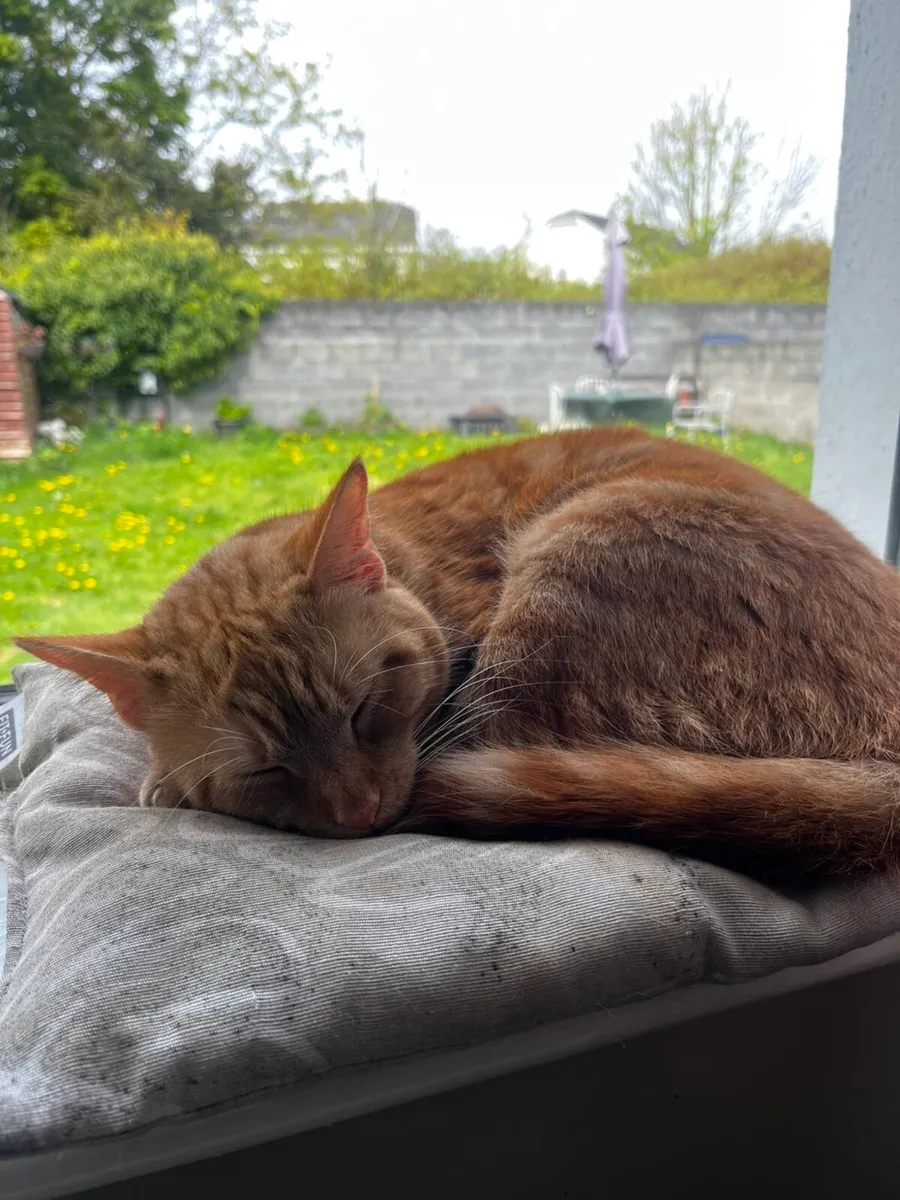 Young sweet cat (Male) - Image 4