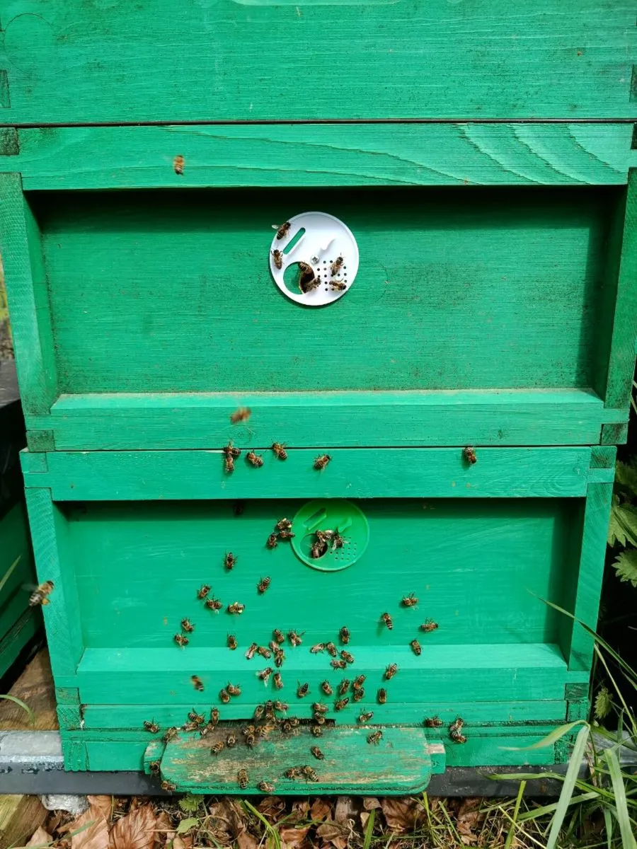 Bees - Image 3
