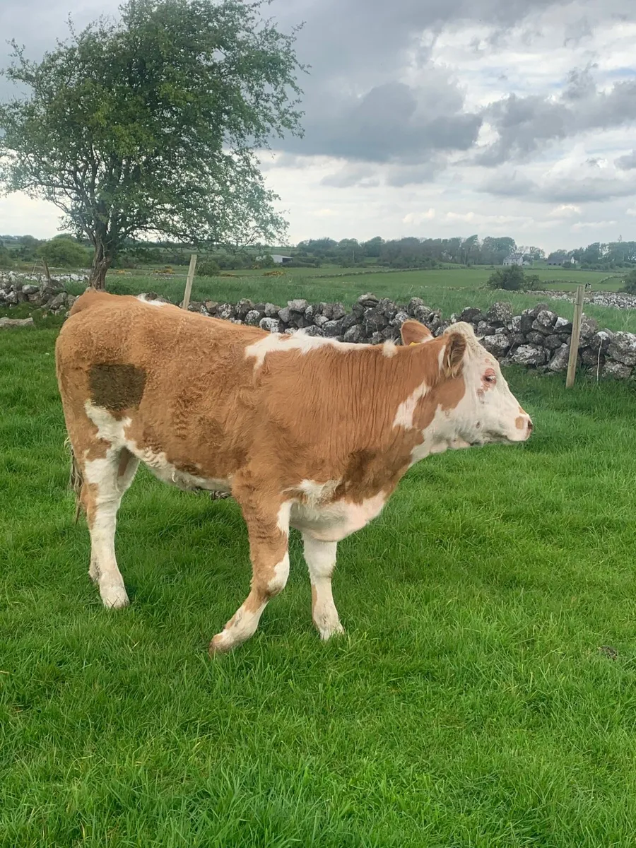 5 Lovely 4 and 5 ⭐️ Cow makers - Image 4