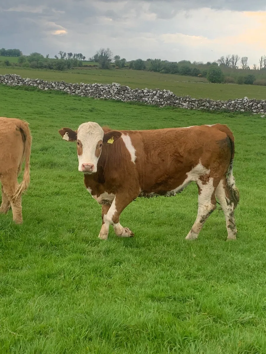 5 Lovely 4 and 5 ⭐️ Cow makers - Image 1