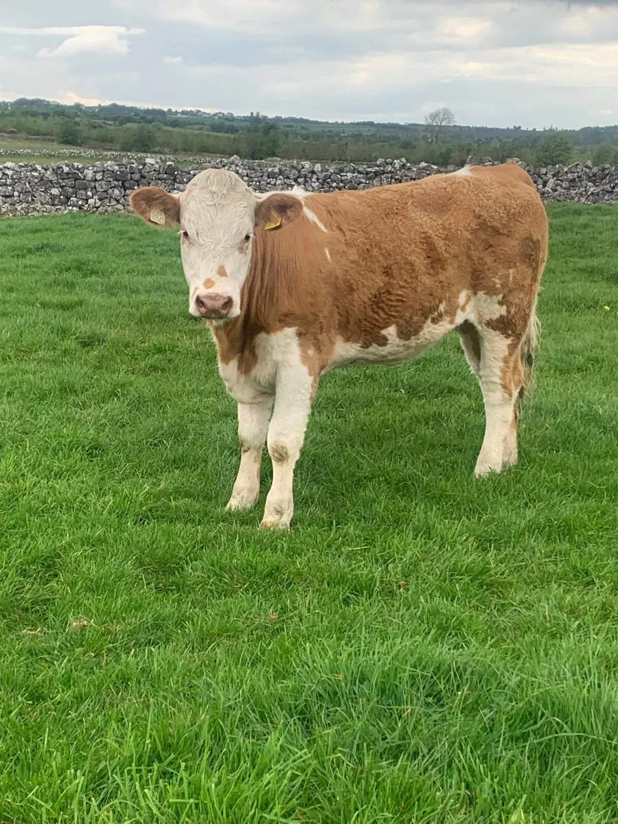5 Lovely 4 and 5 ⭐️ Cow makers - Image 3