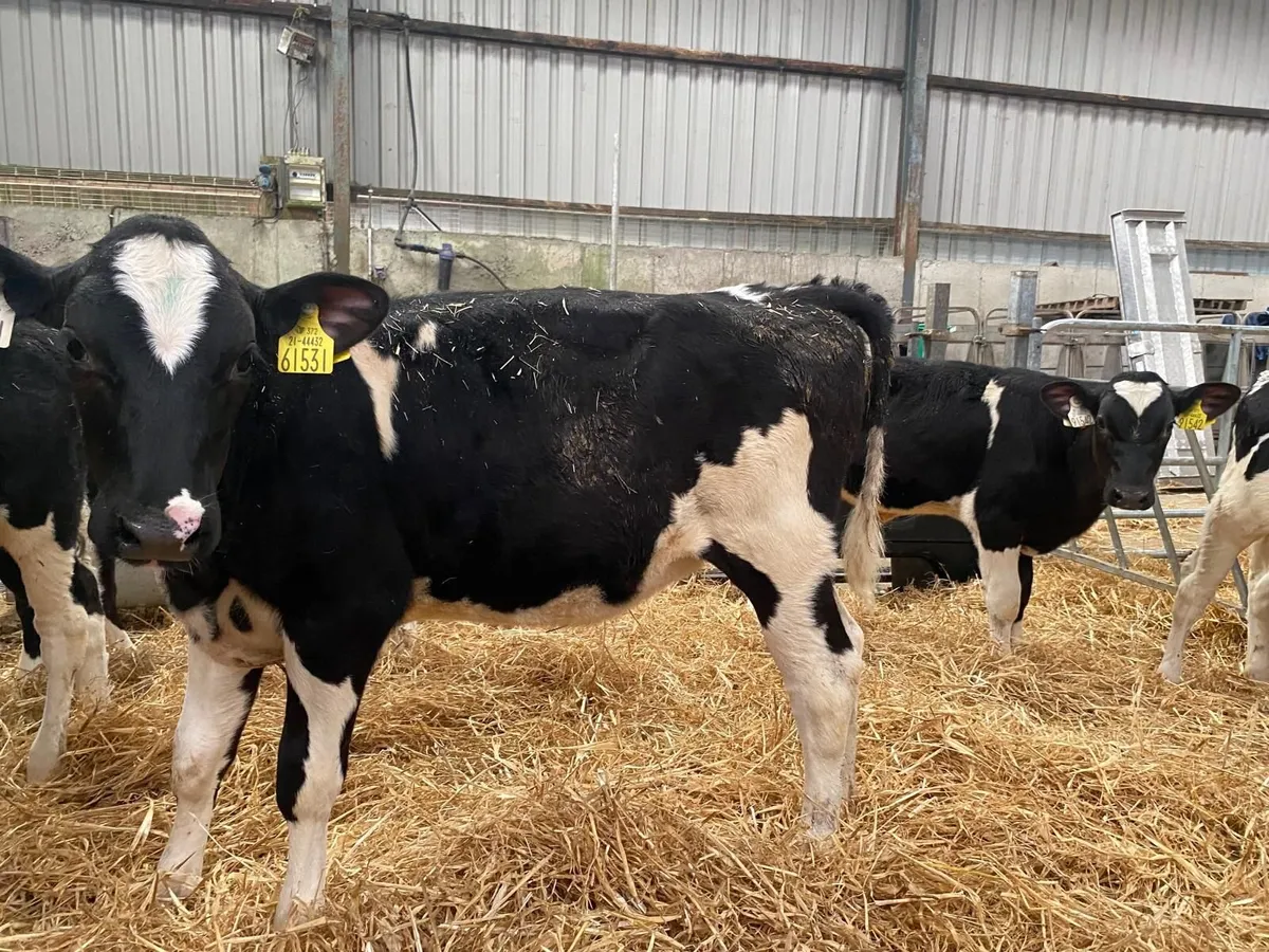 21 Reared Fr Heifer Calves Mon 4th May - Image 2
