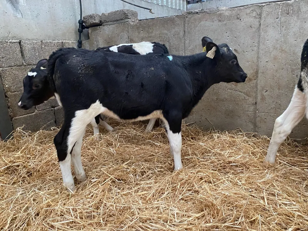 21 Reared Fr Heifer Calves Mon 4th May - Image 3