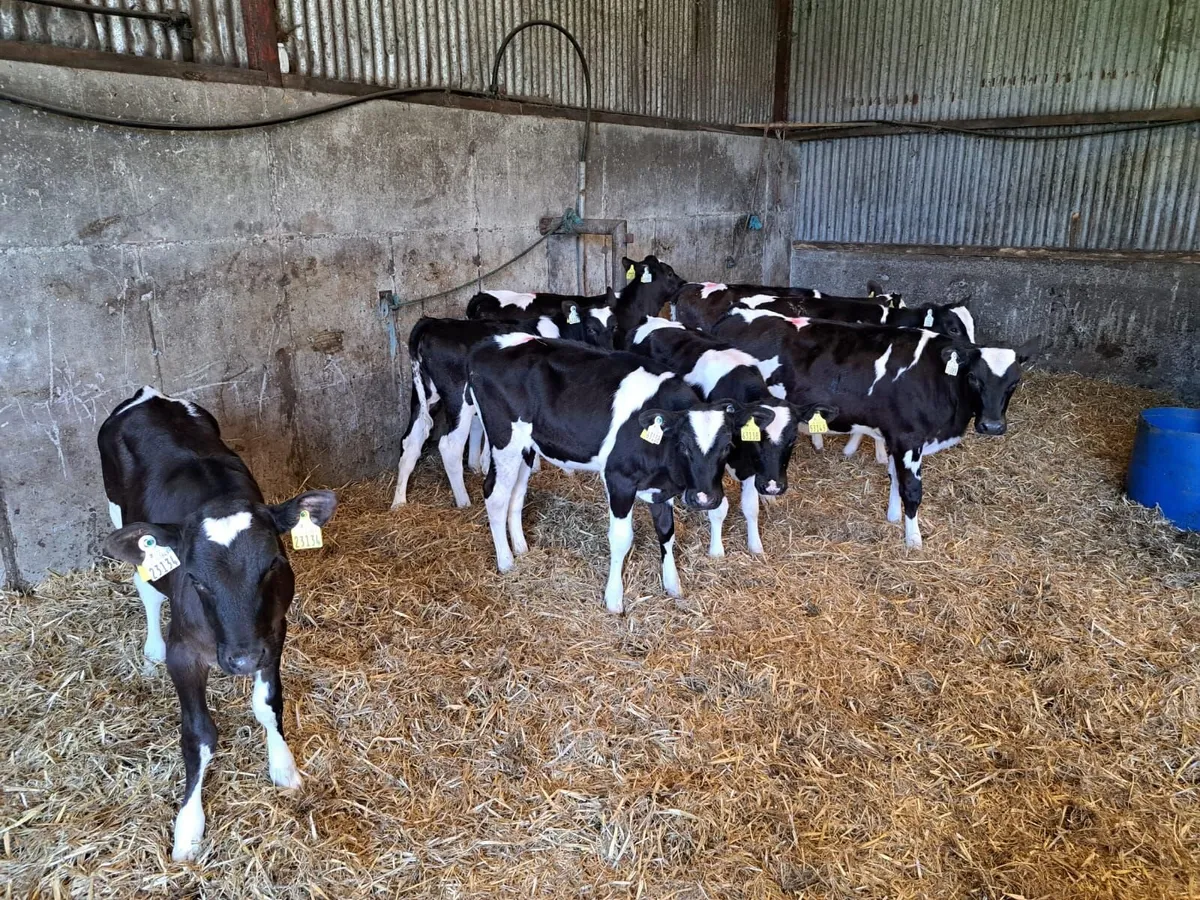 21 Reared Fr Heifer Calves Mon 4th May - Image 4