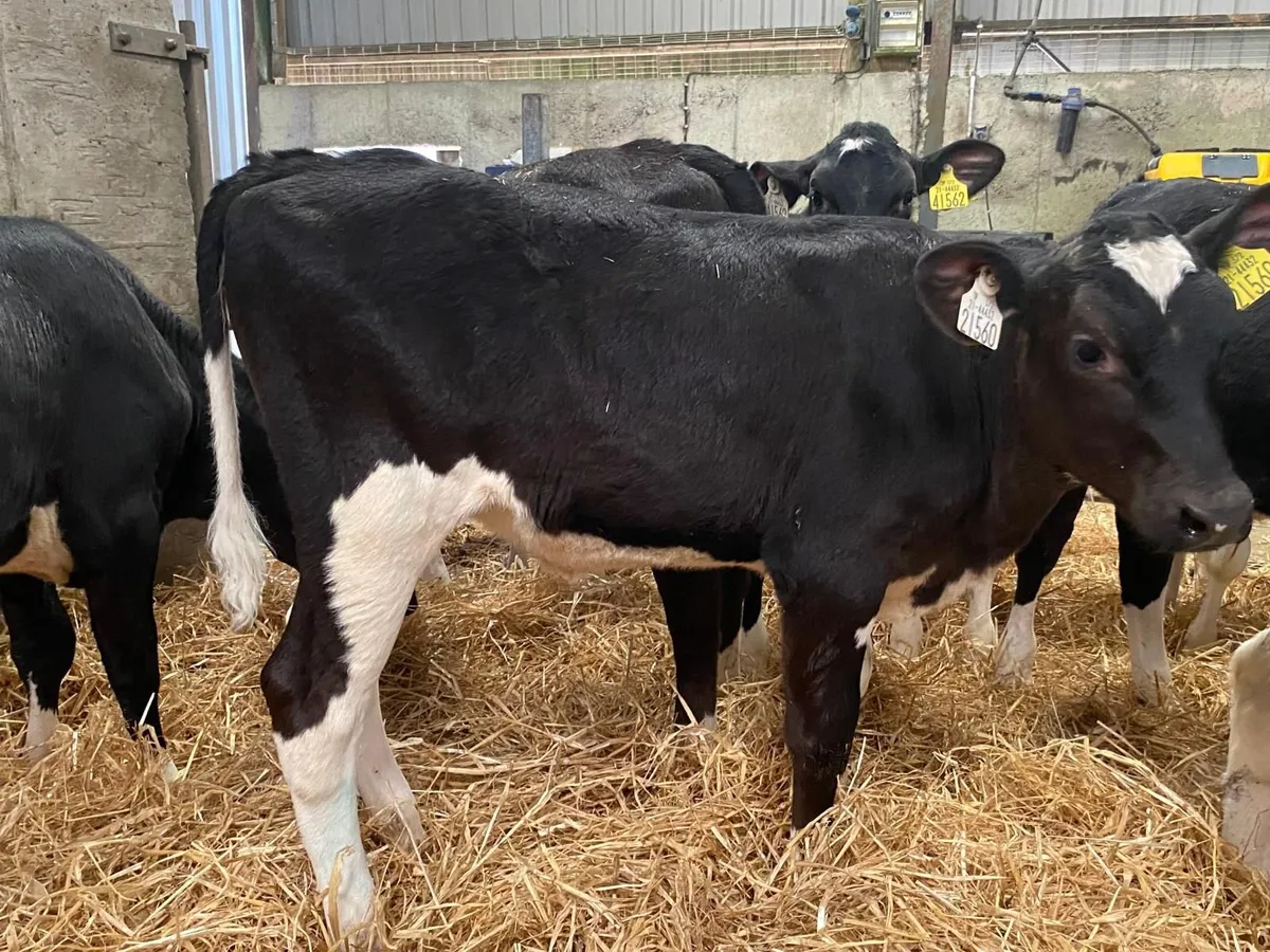 21 Reared Fr Heifer Calves Mon 4th May - Image 1