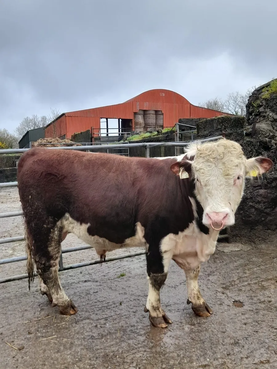 Pedigree Hereford Bull - Image 3