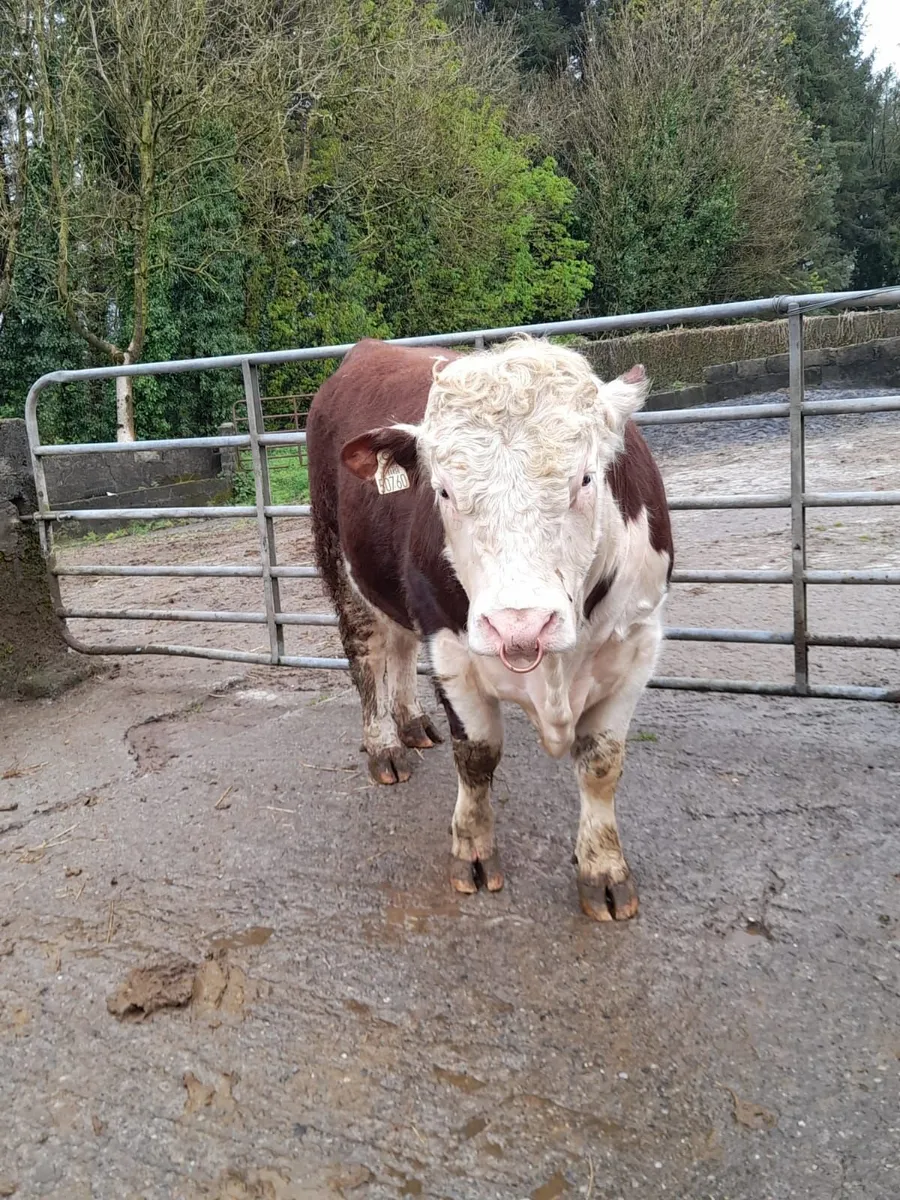 Pedigree Hereford Bull - Image 1