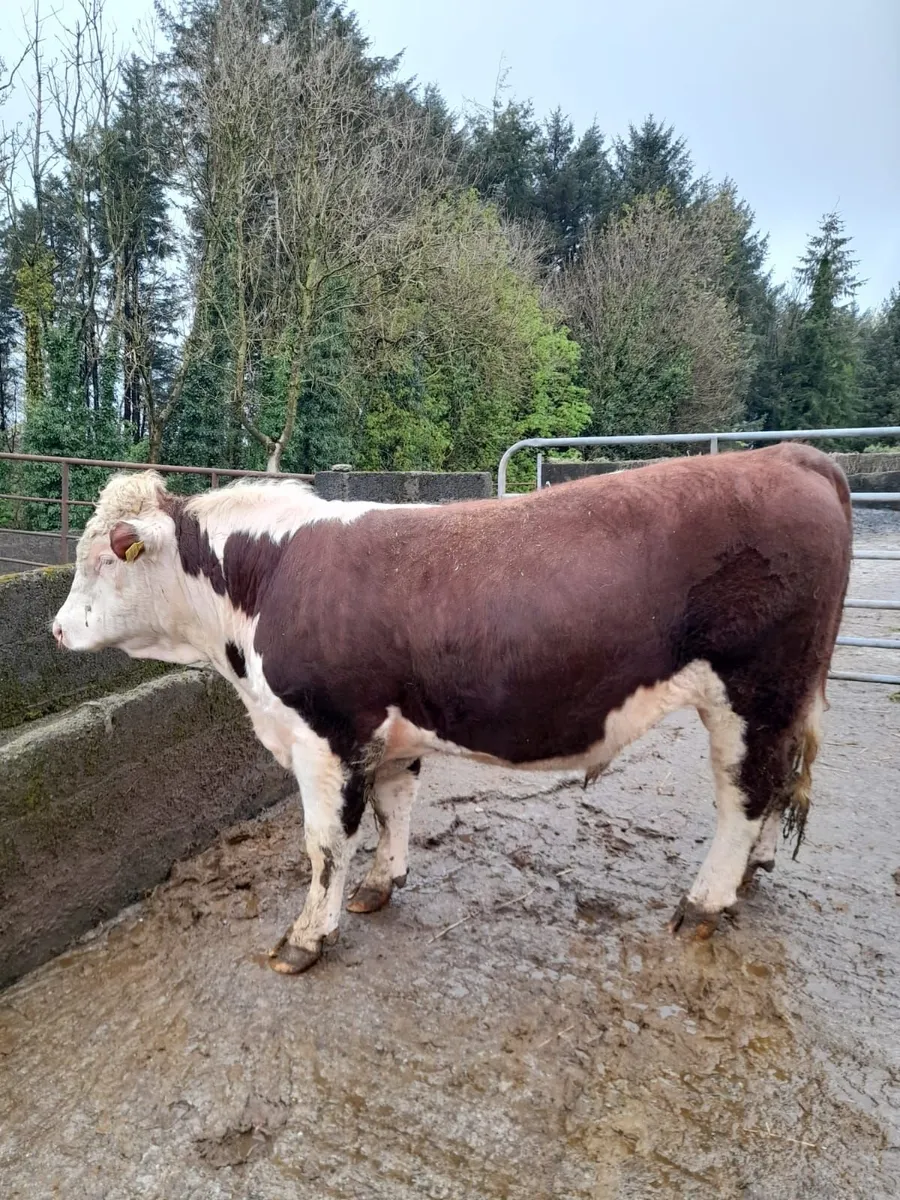Pedigree Hereford Bull - Image 2