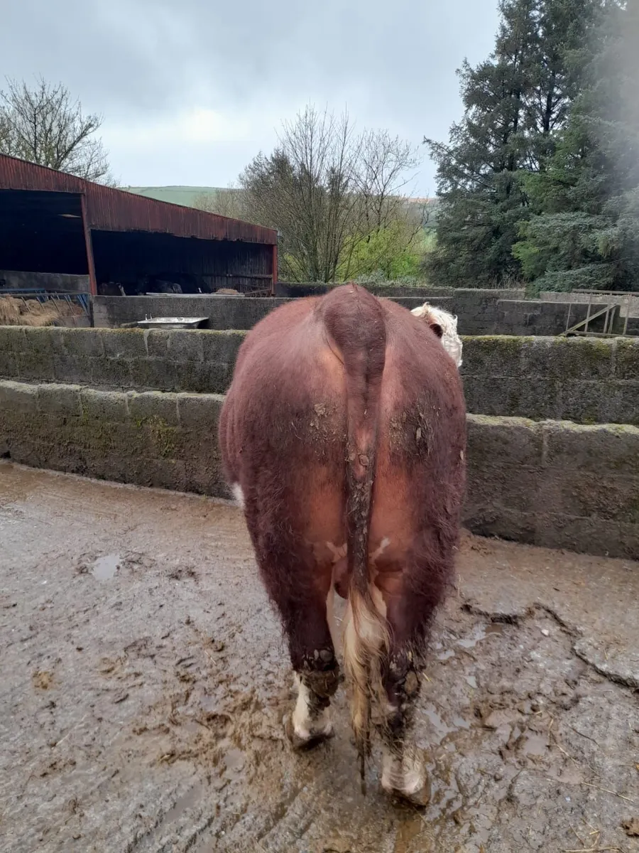 Pedigree Hereford Bull - Image 4