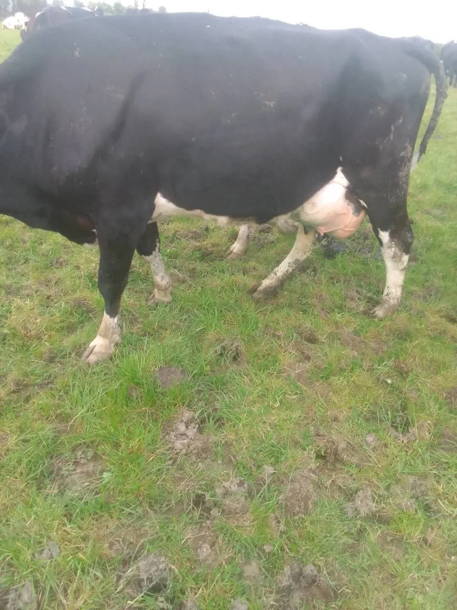 Cow - Image 1