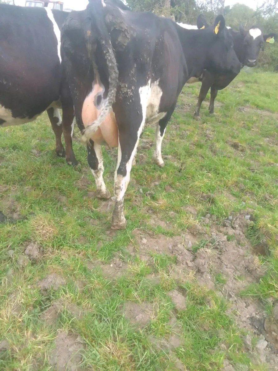 Cow - Image 2