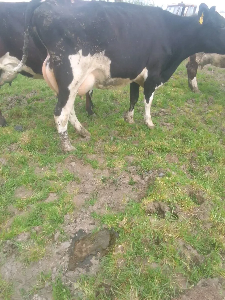 Cow - Image 3