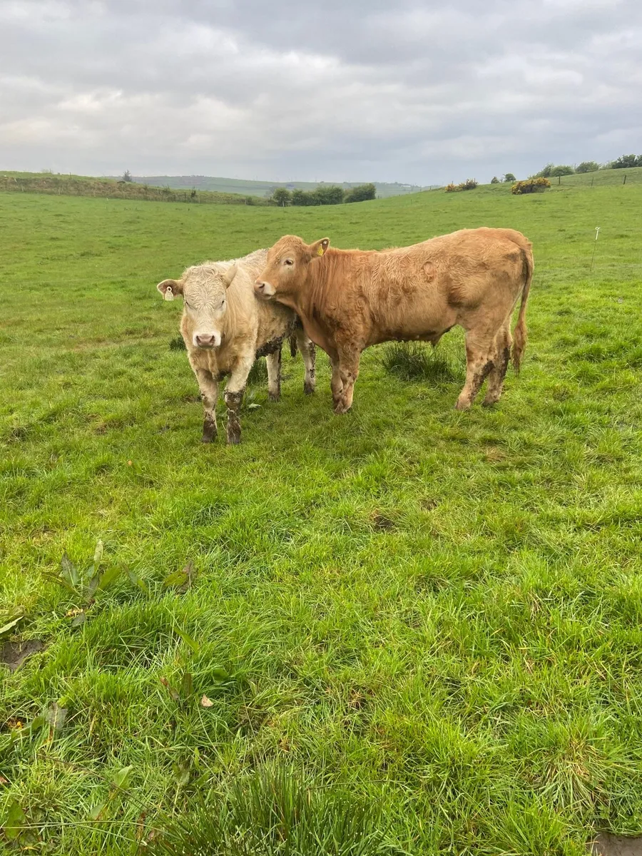 Organic Charolais x Limousin Bullocks - Image 1