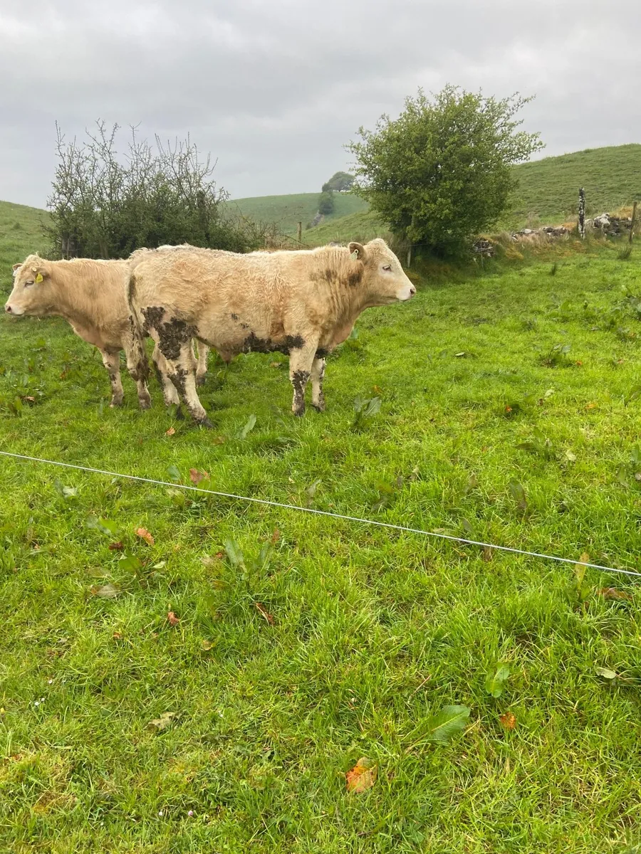 Organic Charolais x Limousin Bullocks - Image 2
