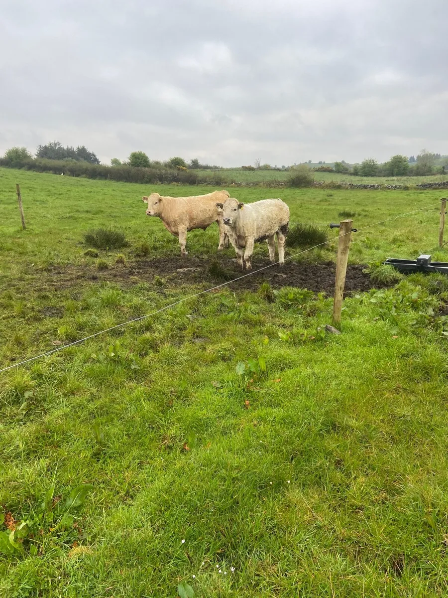 Organic Charolais x Limousin Bullocks - Image 3
