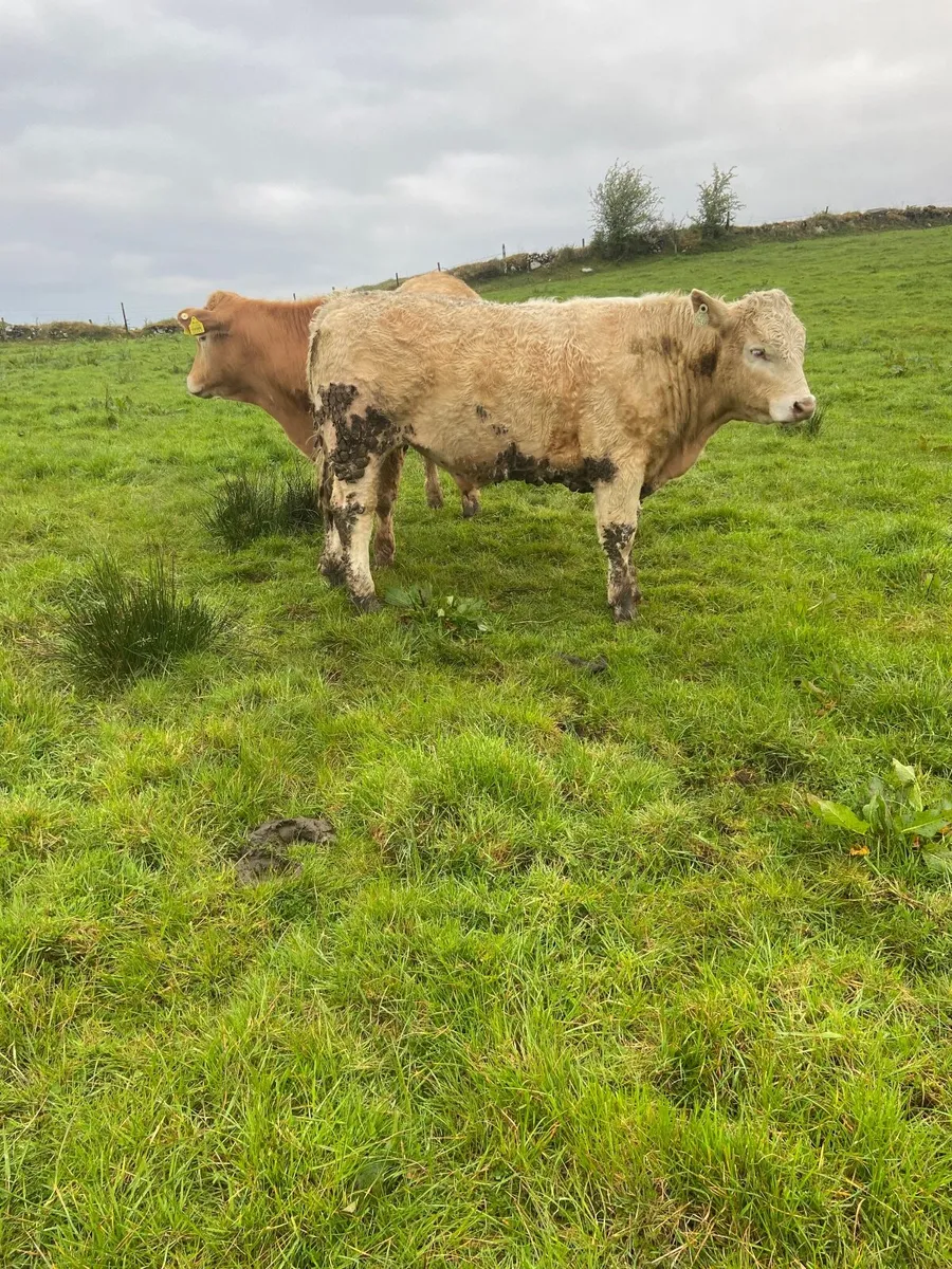 Organic Charolais x Limousin Bullocks - Image 4