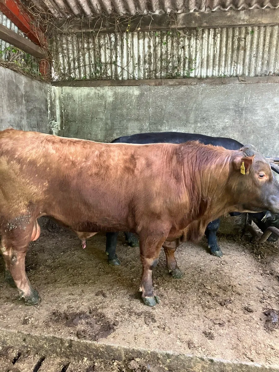 Pbr Angus bulls - Image 1