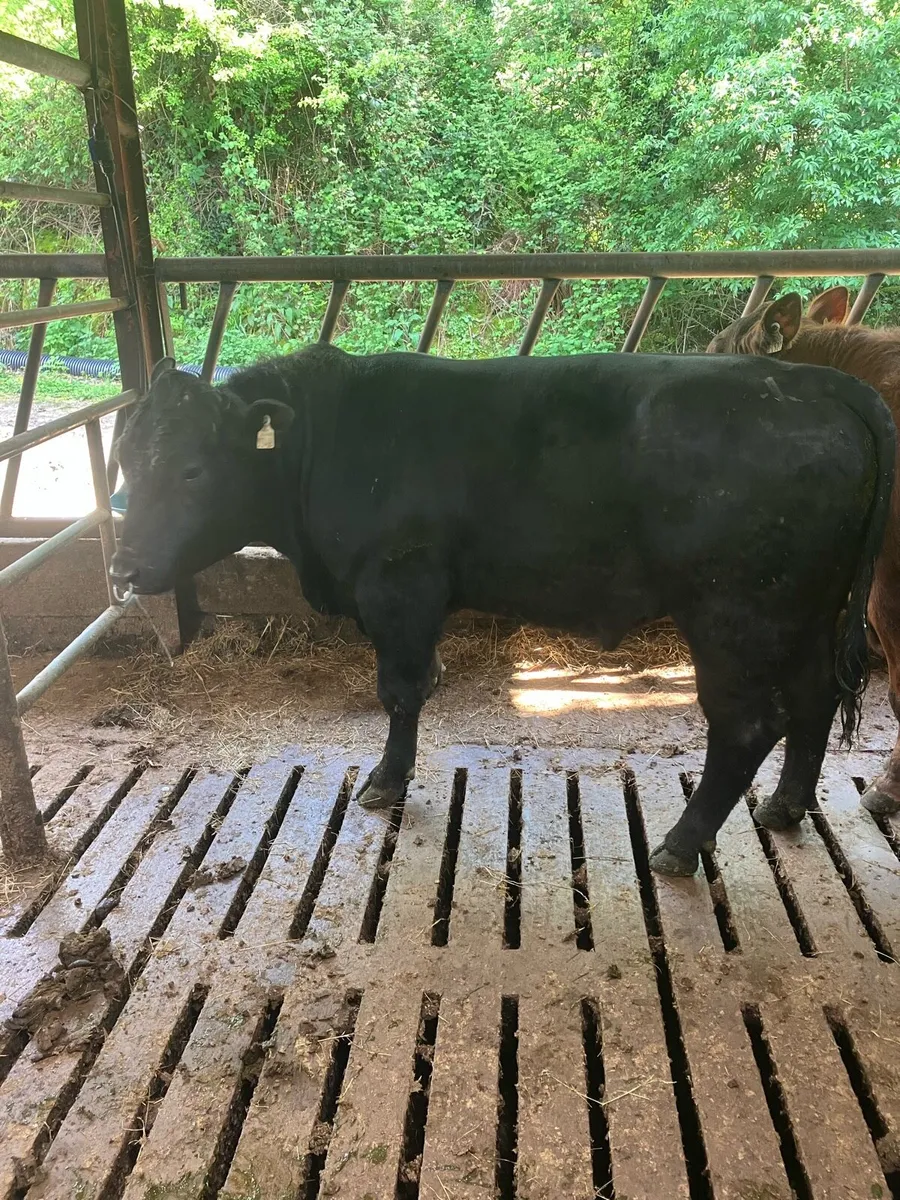 Pbr Angus bulls - Image 3