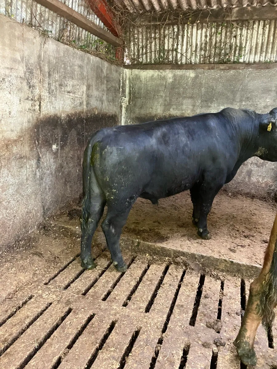 Pbr Angus bulls - Image 4