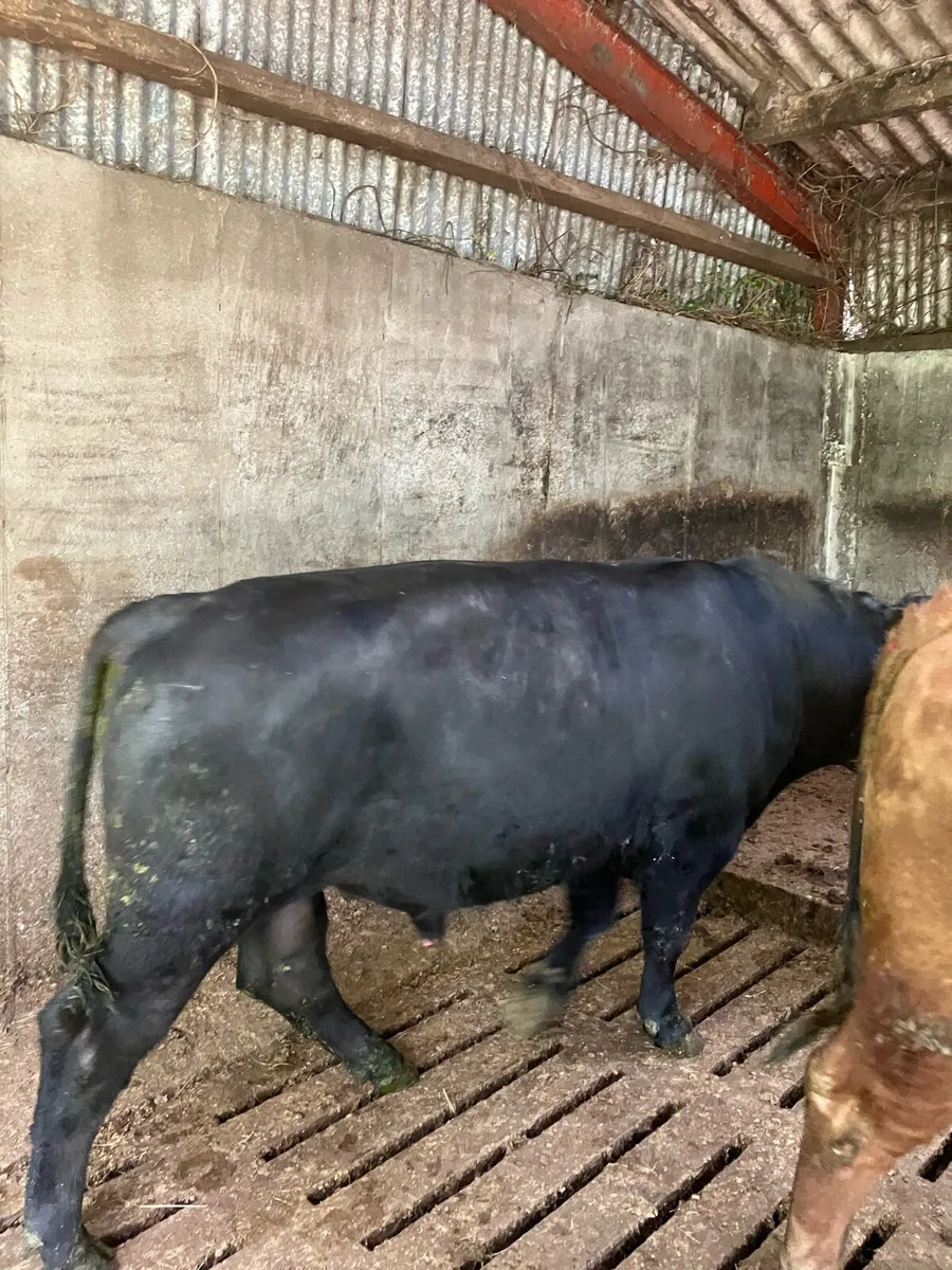 Pbr Angus bulls - Image 2