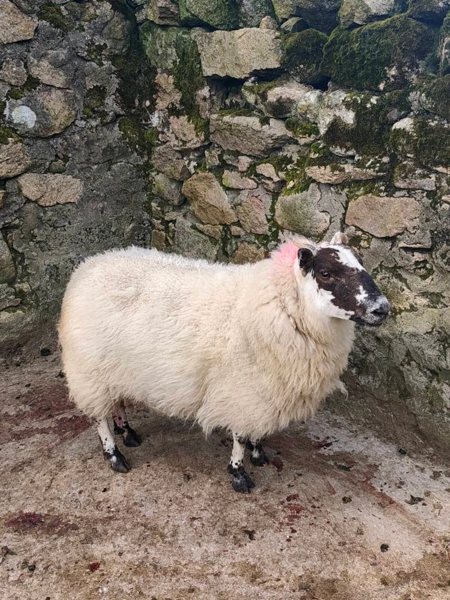 Foster Ewe
