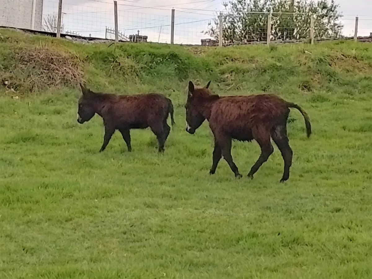 Donkeys - Image 2
