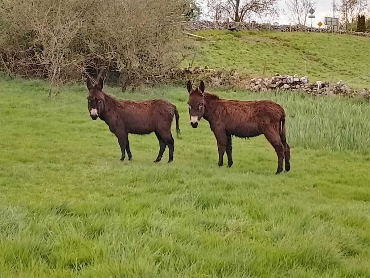 Donkeys - Image 3