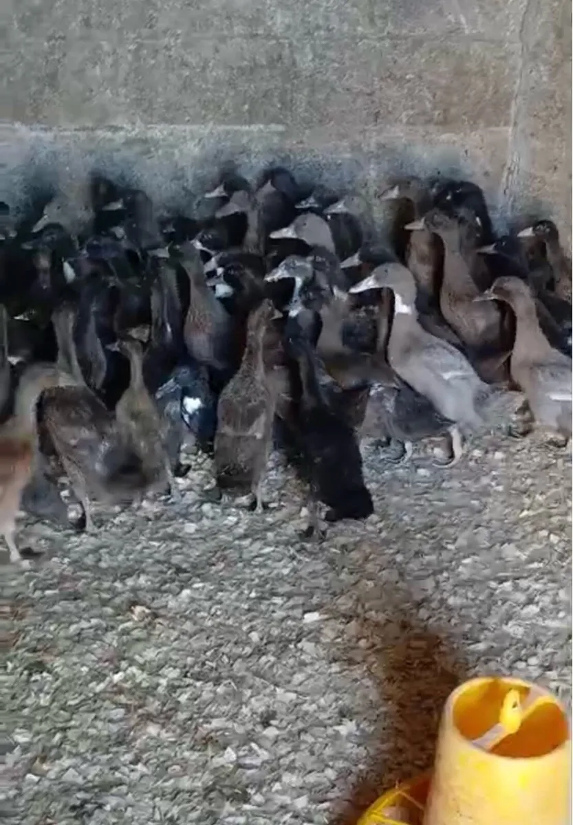 Ducks for sale