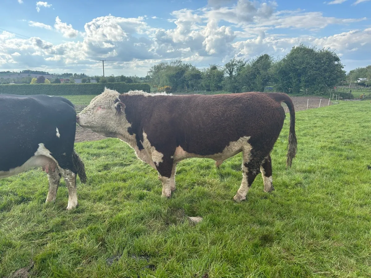 PBR Hereford bull - Image 3