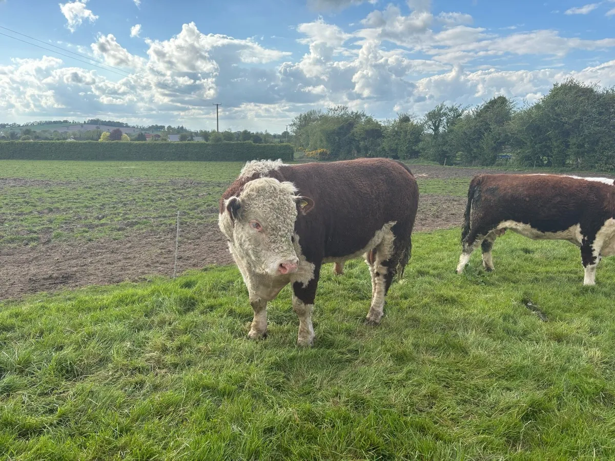 PBR Hereford bull - Image 2
