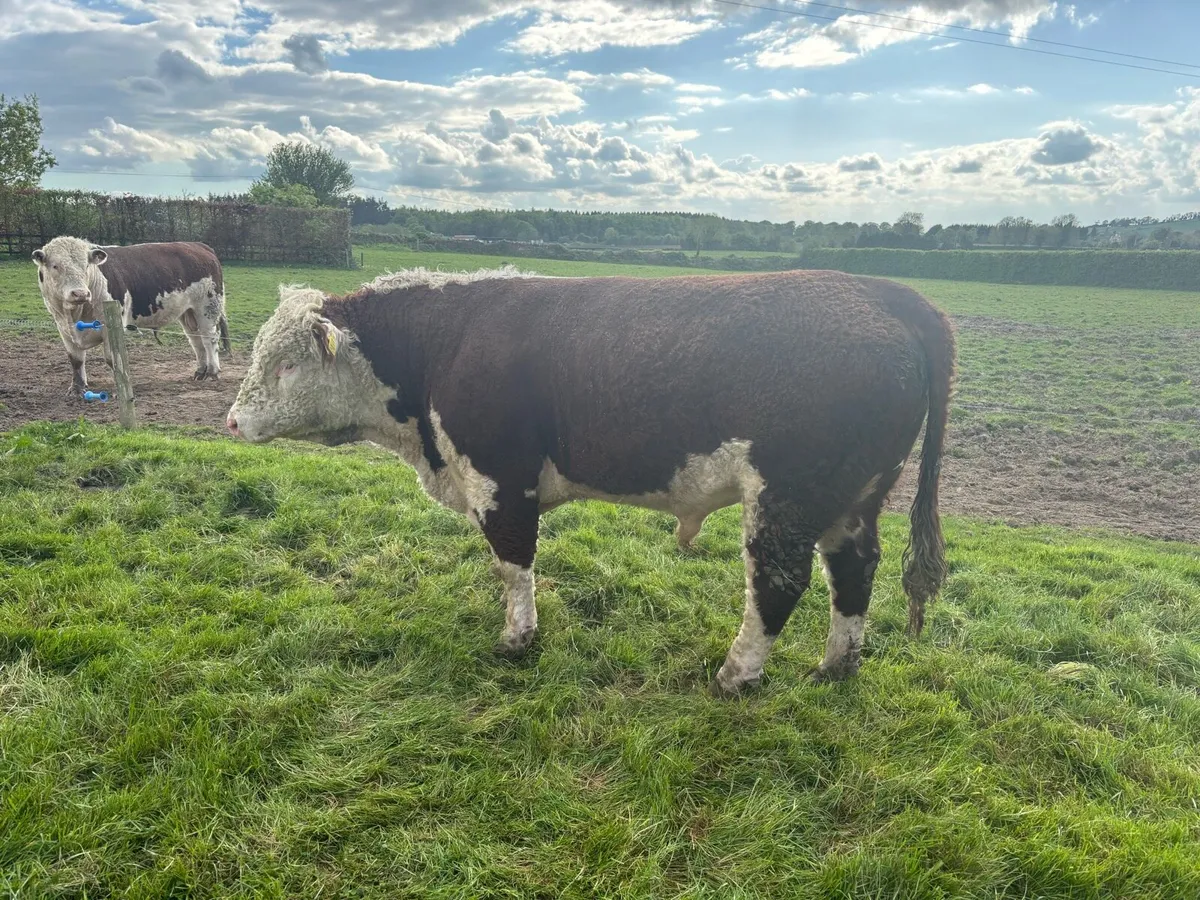 PBR Hereford bull - Image 4