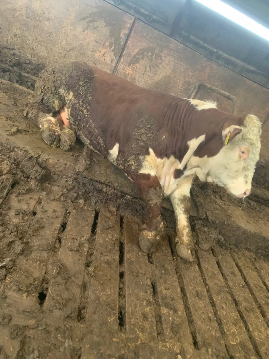 PBR HEREFORD BULL - Image 2