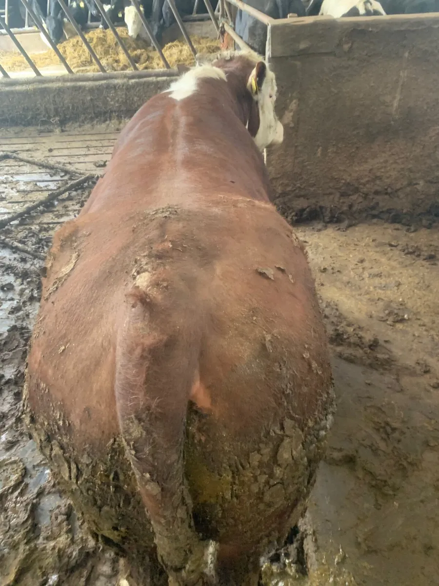 PBR HEREFORD BULL - Image 1