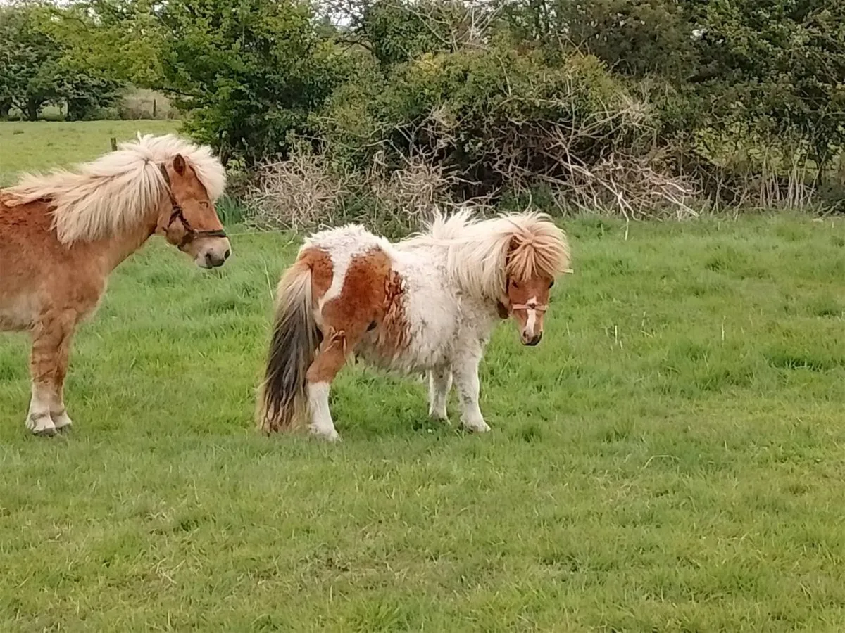 Miniature Pony - Image 3