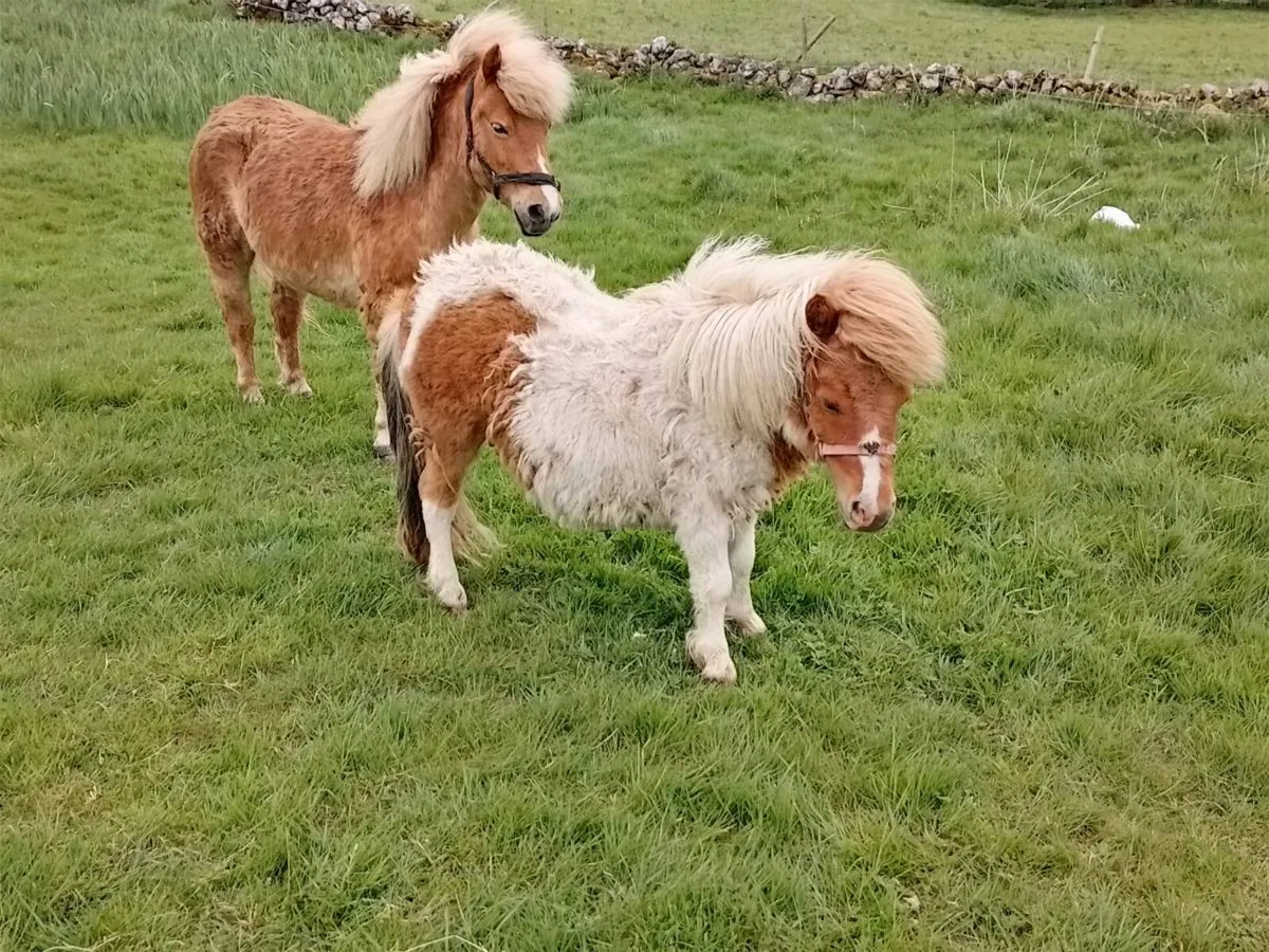 Miniature Pony - Image 4