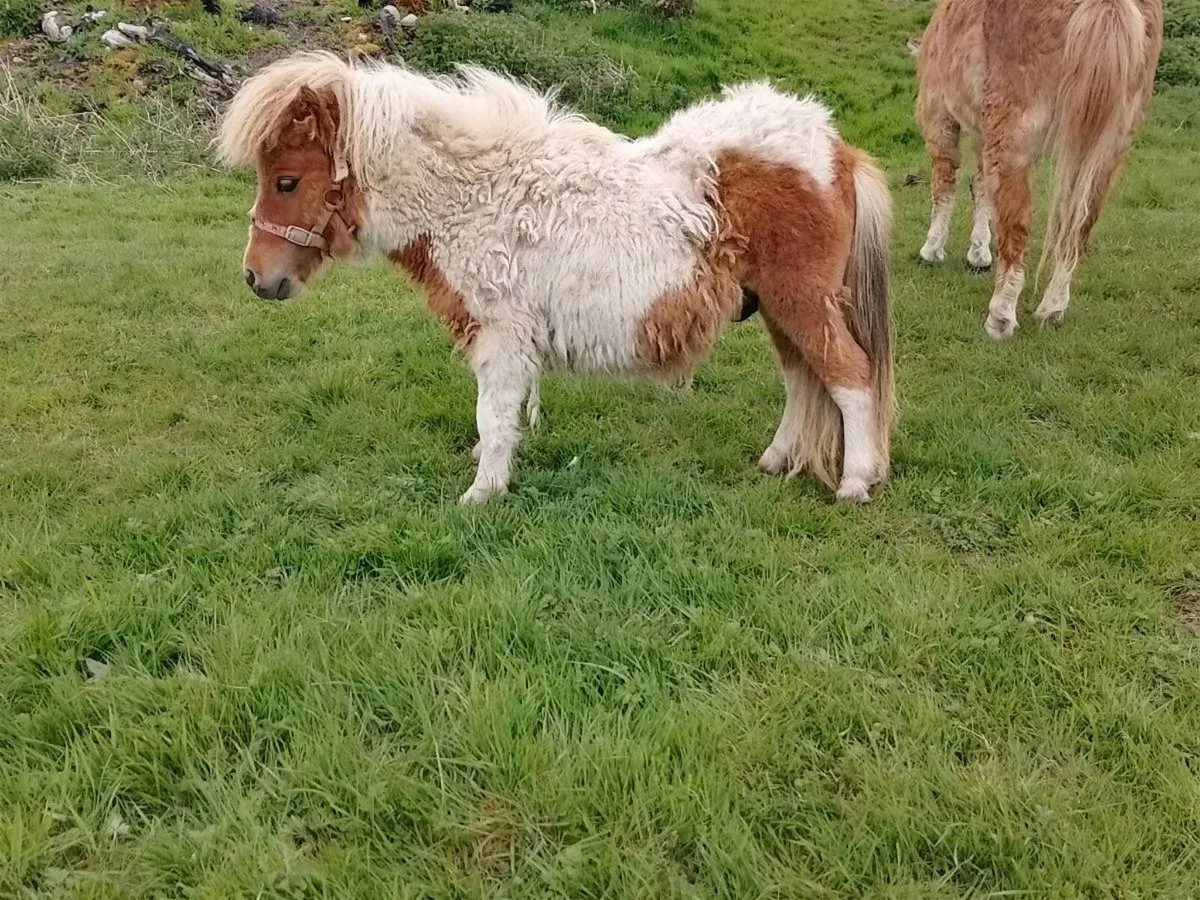 Miniature Pony - Image 2