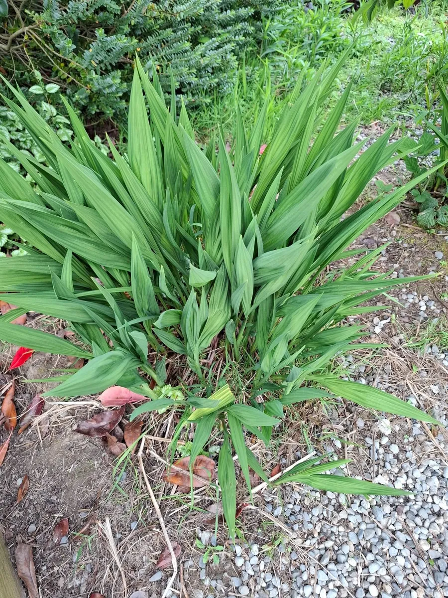 Plants - Image 4