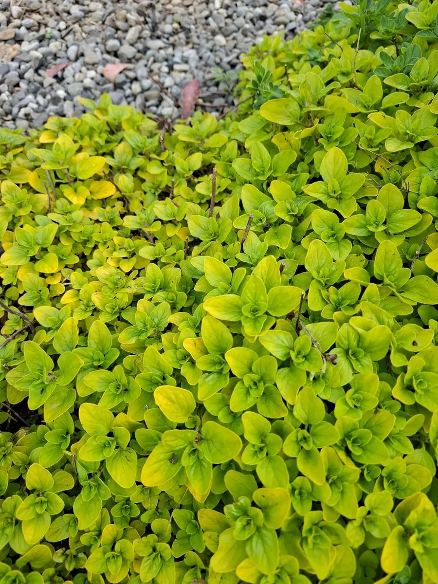 Plants - Image 3