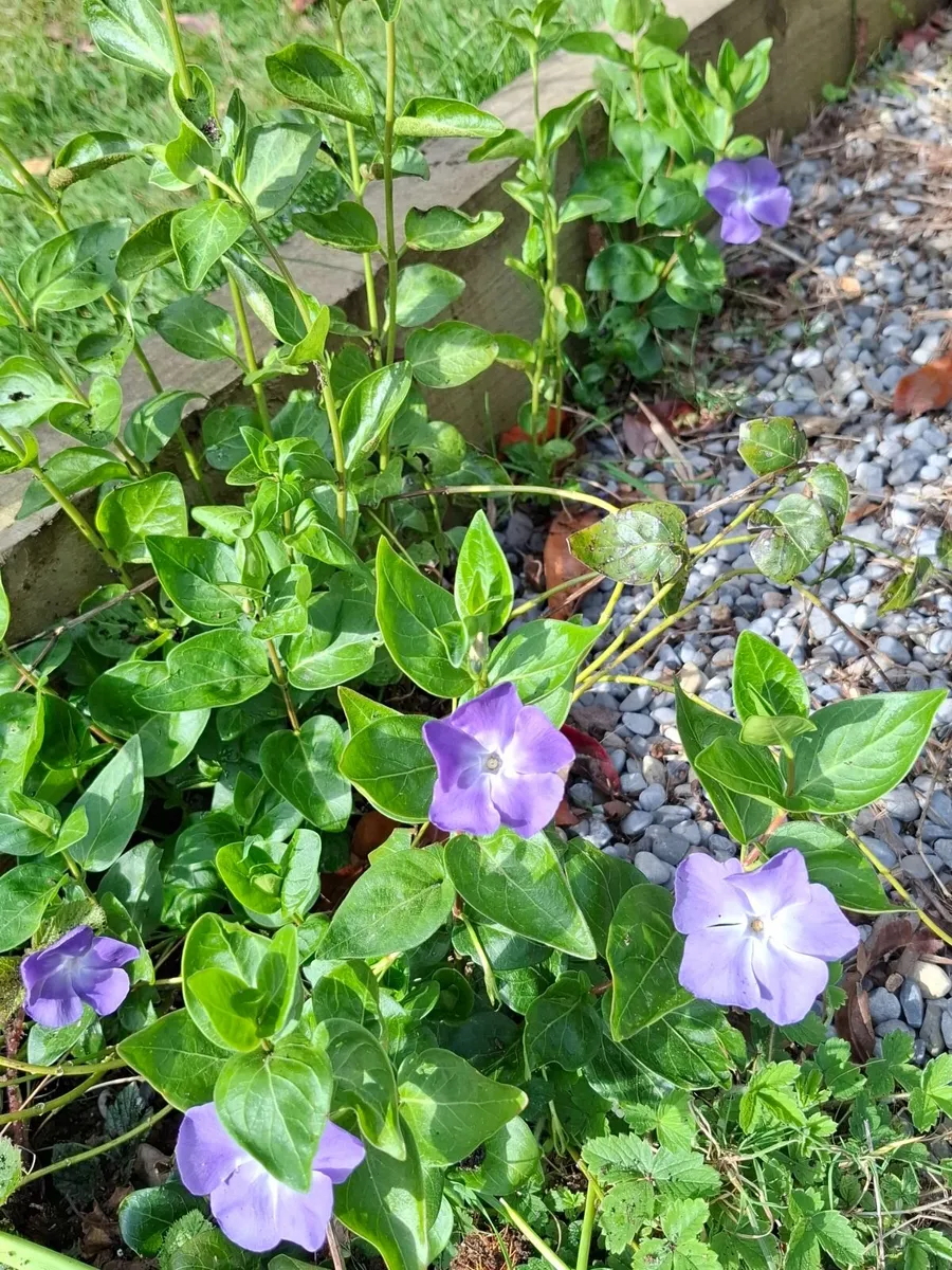 Plants - Image 1