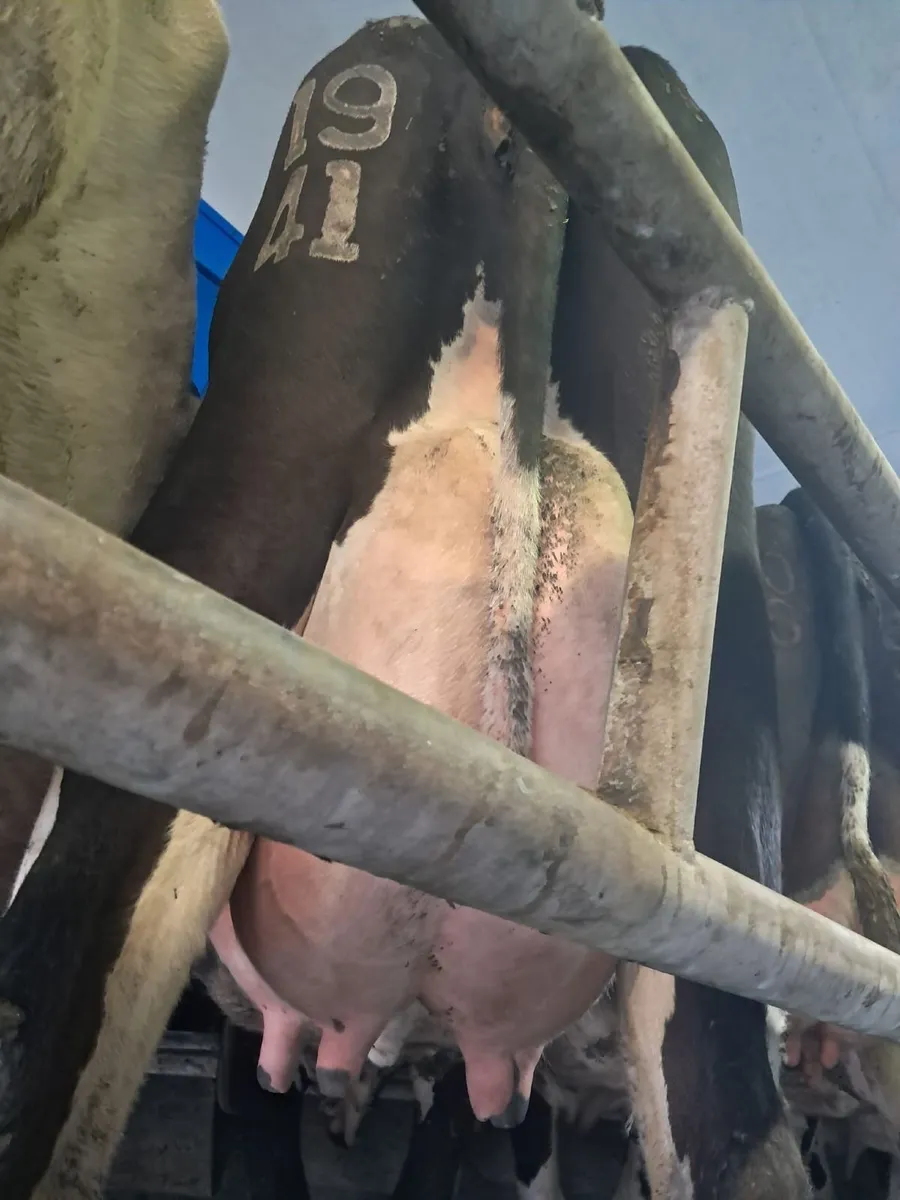 Co.Meath-CARNAROSS DAIRY SALE-100 CALVED COWS - Image 1
