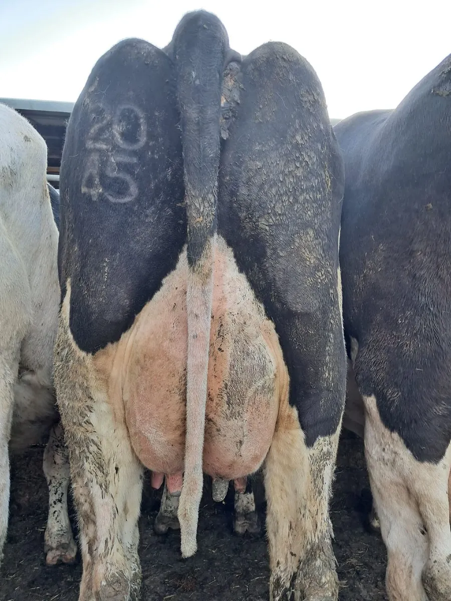 Co.Meath-CARNAROSS DAIRY SALE-100 CALVED COWS - Image 2