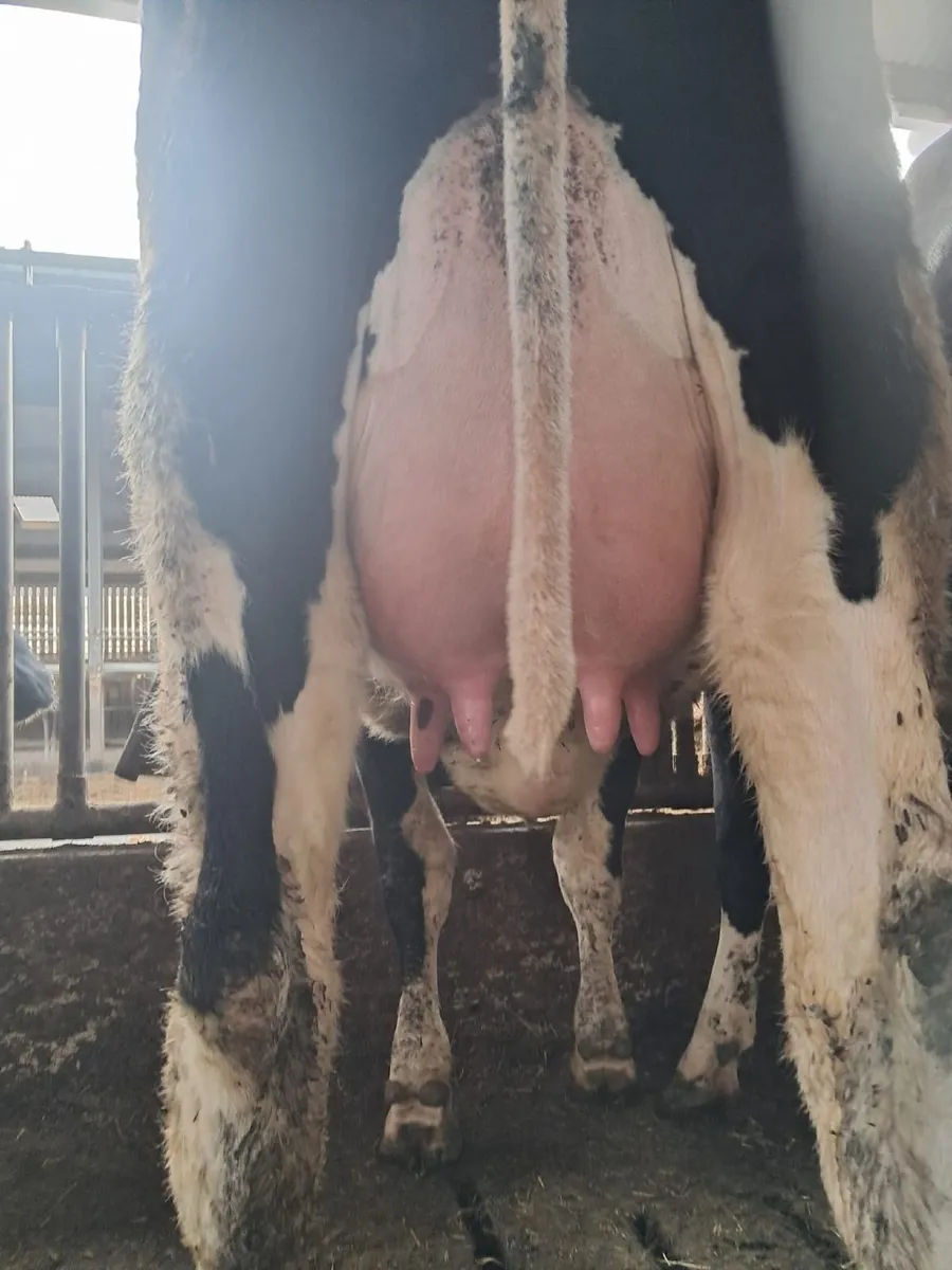 Co.Meath-CARNAROSS DAIRY SALE-100 CALVED COWS - Image 3